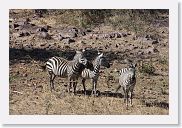 12SopaSerengeti - 12 * ... but something nearby had them on full alert.